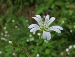 Cerastium subtriflorum