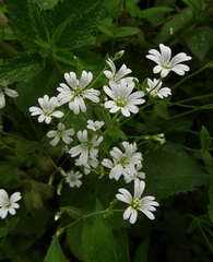 Cerastium subtriflorum