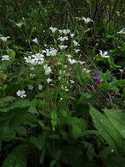 Cerastium subtriflorum