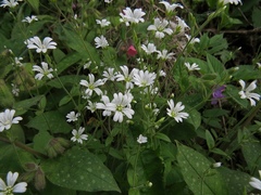 Cerastium subtriflorum