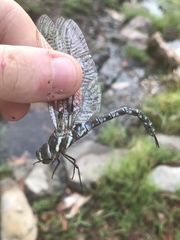 Rhionaeschna dugesi