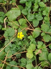 Potentilla indica