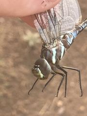 Rhionaeschna dugesi