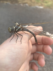 Rhionaeschna dugesi
