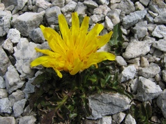Crepis terglouensis