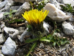 Crepis terglouensis