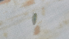 Macrosteles striifrons