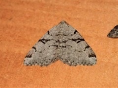 Macaria bitactata