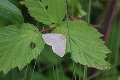 Macaria argillacearia