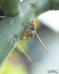 Phidippus arizonensis