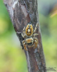 Phidippus arizonensis