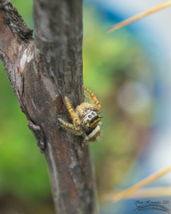 Phidippus arizonensis