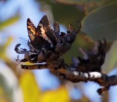 Charaxes pelias