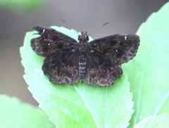 Staphylus hayhurstii