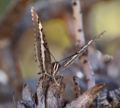 Charaxes pelias