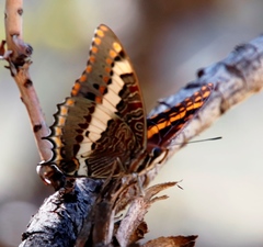 Charaxes pelias