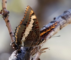 Charaxes pelias