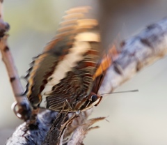 Charaxes pelias