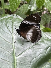 Hypolimnas salmacis salmacis