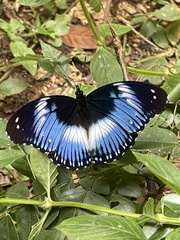 Hypolimnas salmacis salmacis