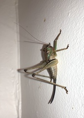 Arytropteris