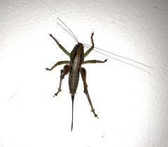 Arytropteris