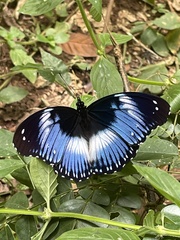 Hypolimnas salmacis salmacis