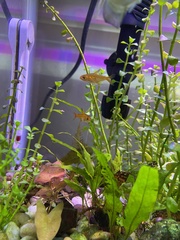 Hyphessobrycon amandae