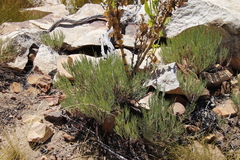 Pelargonium laevigatum oxyphyllum