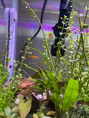 Hyphessobrycon amandae