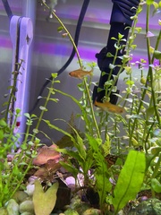 Hyphessobrycon amandae