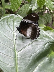 Hypolimnas salmacis salmacis