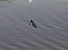 Tachycineta leucopyga