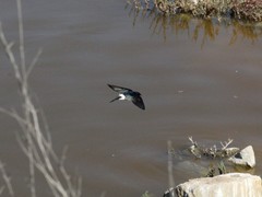 Tachycineta leucopyga