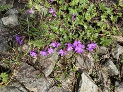 Primula integrifolia