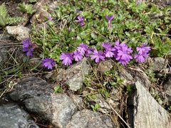 Primula integrifolia