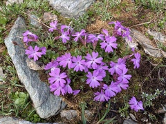 Primula integrifolia