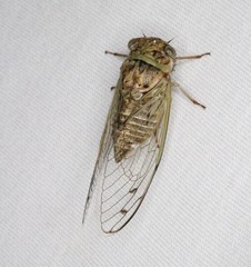 Diceroprocta texana