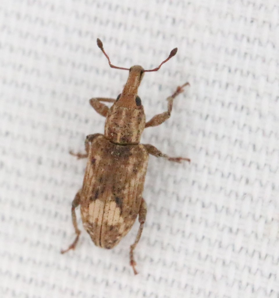Listronotus