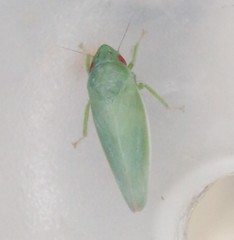 Planipona delta