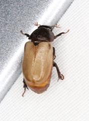 Cyclocephala melanocephala