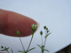 Arenaria serpyllifolia