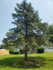 Picea pungens