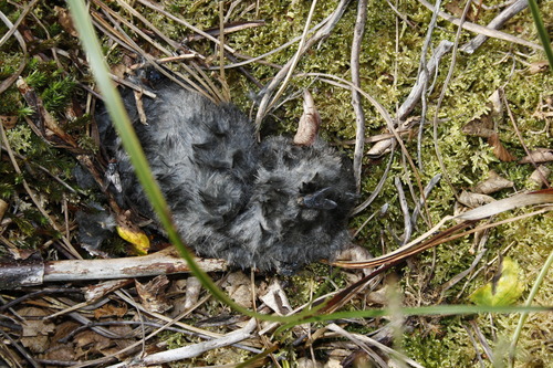 Talpa europaea