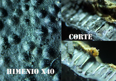Biscogniauxia mediterranea