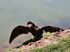 Anhinga anhinga