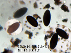 Biscogniauxia mediterranea