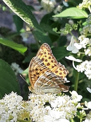 Argynnis paphia