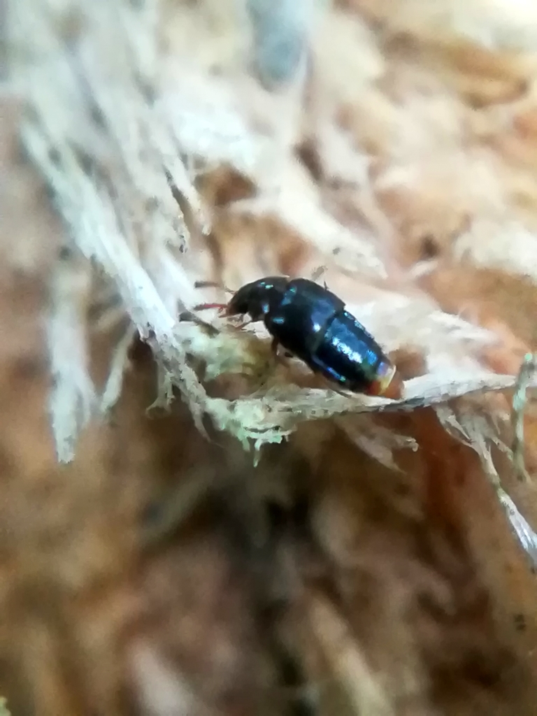 Holobus apicatus