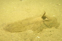 Callorhinchus milii